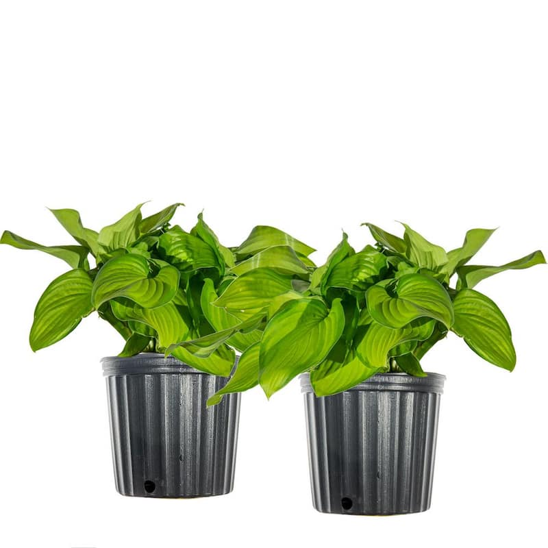 1 Gal. Guacamole Hosta - 2 Pack