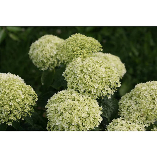 1 Gal. Invincibelle Limetta Smooth Hydrangea (Arborescens) Live Shrub, Green-White Flowers