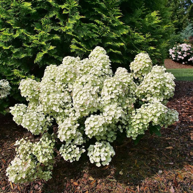 1 Gal. Tiny Quick Fire Panicle Hydrangea (Paniculata), Live Plant, Shrub, White To Pink Flowers