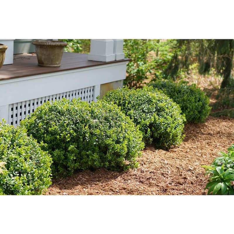 1 Gal. Sprinter Boxwood (Buxus) Live Evergreen Shrub, Green Foliage