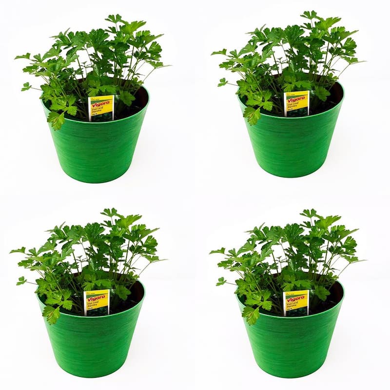 1.5 Qt. Herb Plant Flat Leaf Parsley in 6 In. Deco Pot (4-Plants)