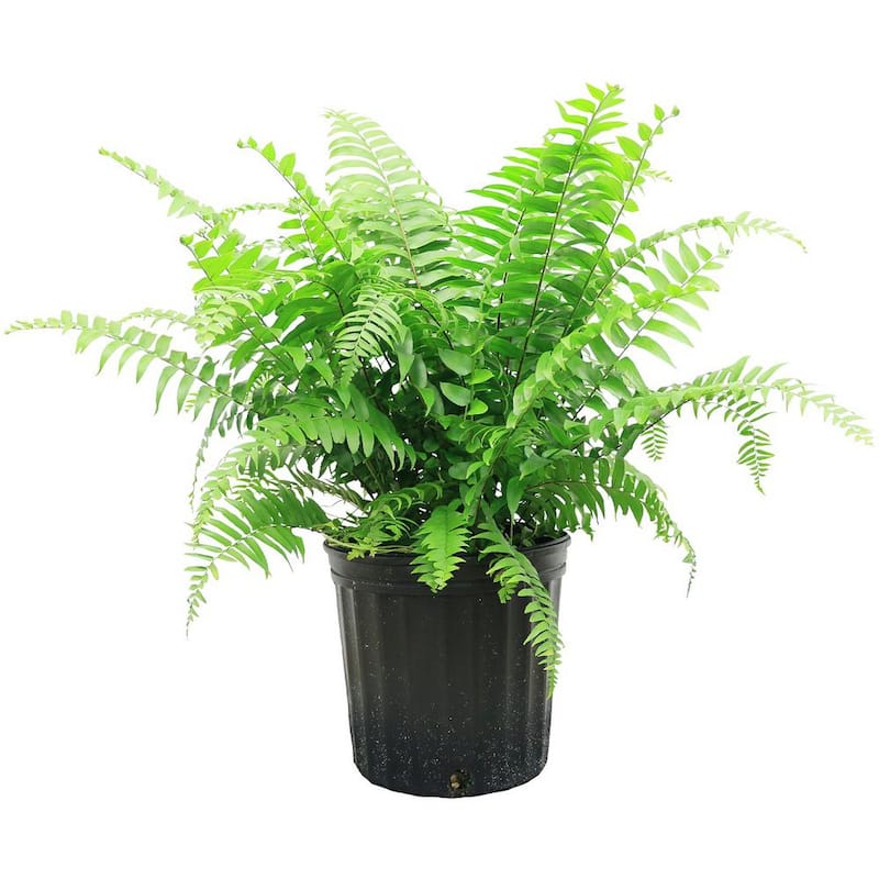 1.9 Gal. Macho Fern Plant in 9.25 in. Grower Pot