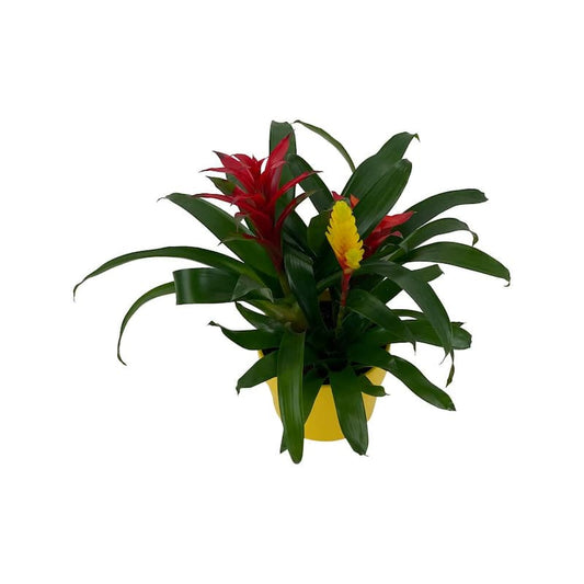 1.5 Qt. Bromeliad Grower's Choice Colors in 6 in. Ceramic Pot (3-Plants)